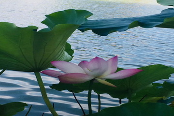 九游老哥J9俱乐部官网 - J9俱乐部老哥互换社区