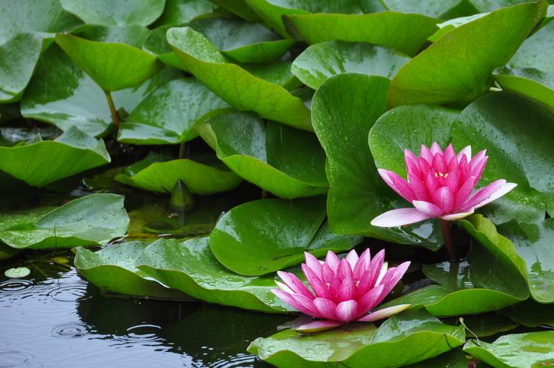 九游老哥J9俱乐部官网 - J9俱乐部老哥互换社区