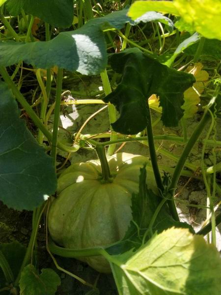 九游老哥J9俱乐部官网 - J9俱乐部老哥互换社区