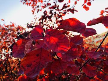 九游老哥J9俱乐部官网 - J9俱乐部老哥互换社区