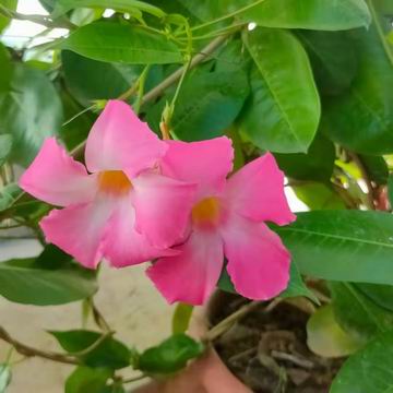 九游老哥J9俱乐部官网 - J9俱乐部老哥互换社区