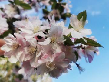 九游老哥J9俱乐部官网 - J9俱乐部老哥互换社区