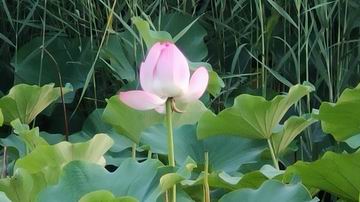 九游老哥J9俱乐部官网 - J9俱乐部老哥互换社区